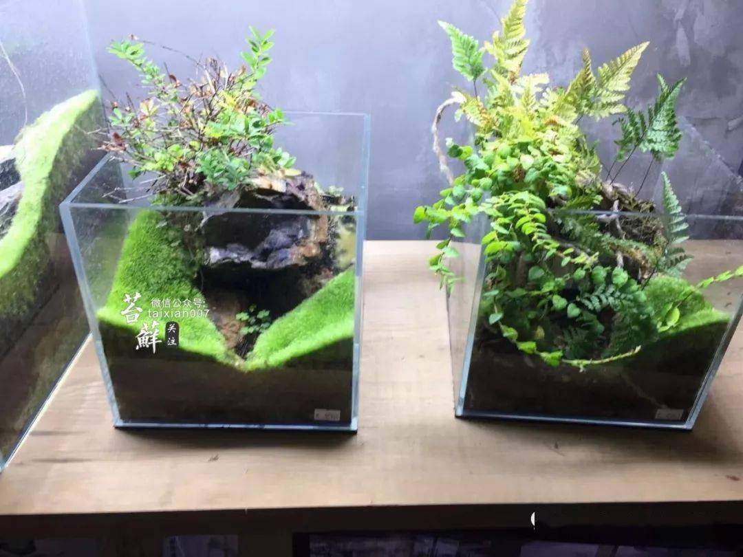 看看这位高手是怎么把青苔养得如此极品的