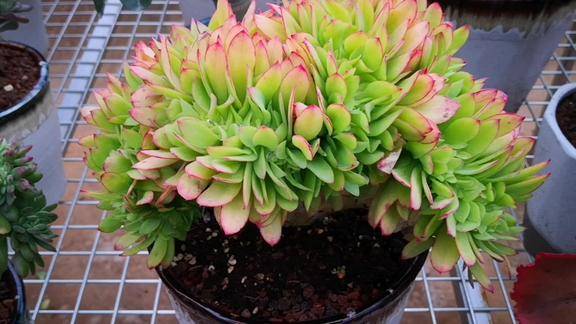 云之南多肉园板型漂亮的柠檬卷缀化不需要很大就可以很美