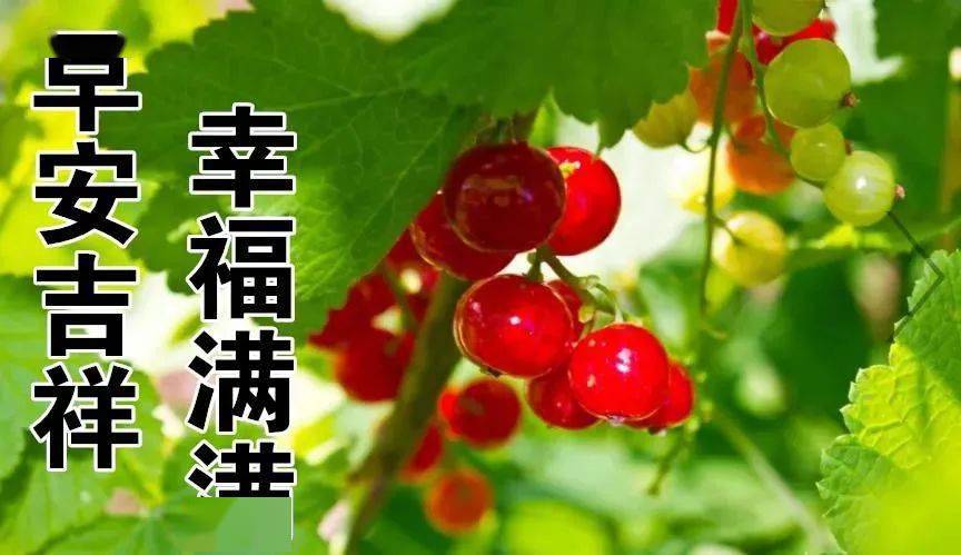 2021冬日早安問候祝福動態圖片鮮花帶字特別漂亮早上好鮮花圖片帶字帶