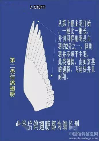 这些名满天下的大名鸽的翅膀欣赏,顶级快速鸽的翅膀都有这些特征!
