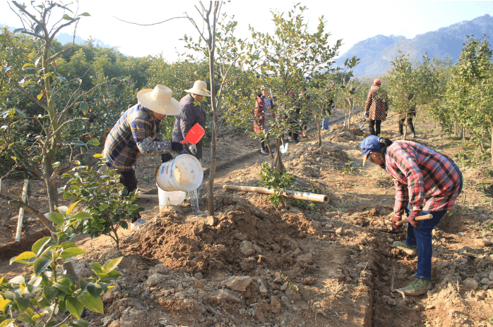 舒城县河棚镇油茶立体复合经营让林农增收致富