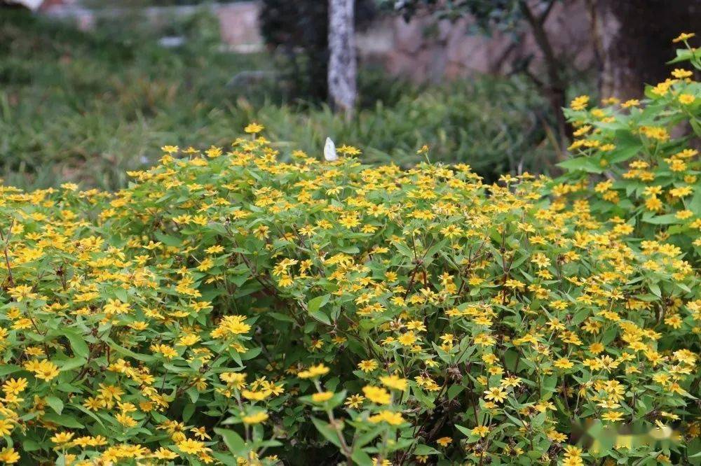 花卉协会校园植物科普