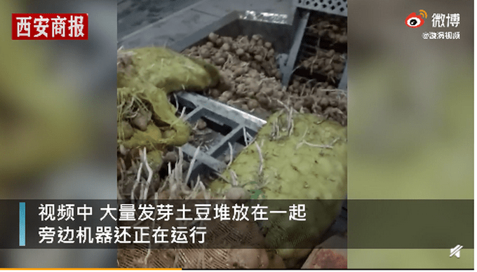 达利园疑用发芽土豆（图）