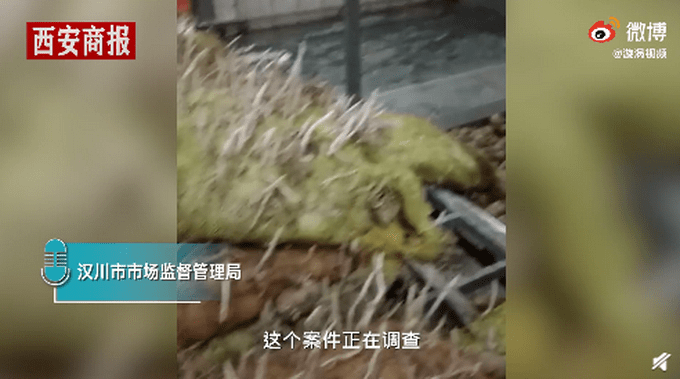 达利园疑用发芽土豆（图）