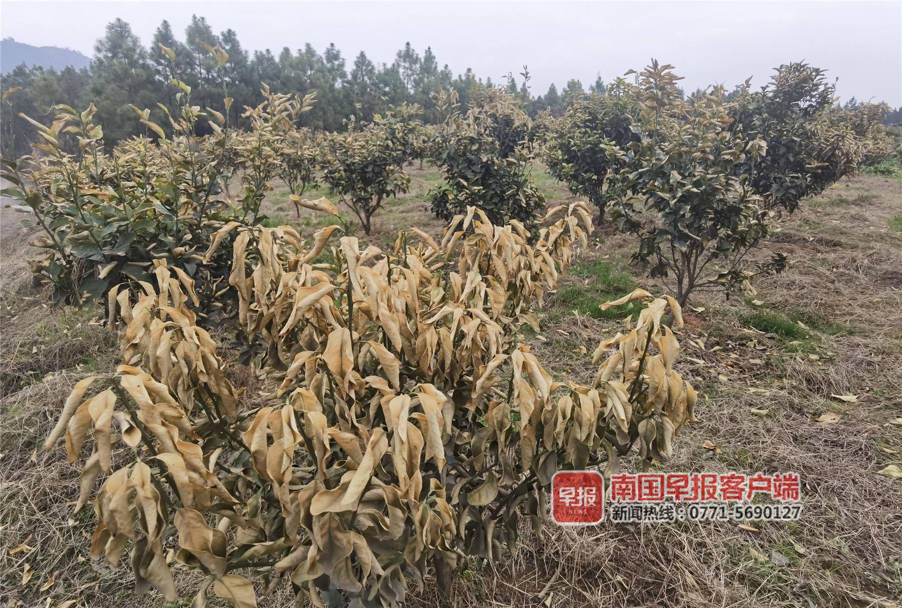 范围广,导致脐橙,沃柑和砂糖桔等晚熟柑橘品种出现了不同程度的冻害