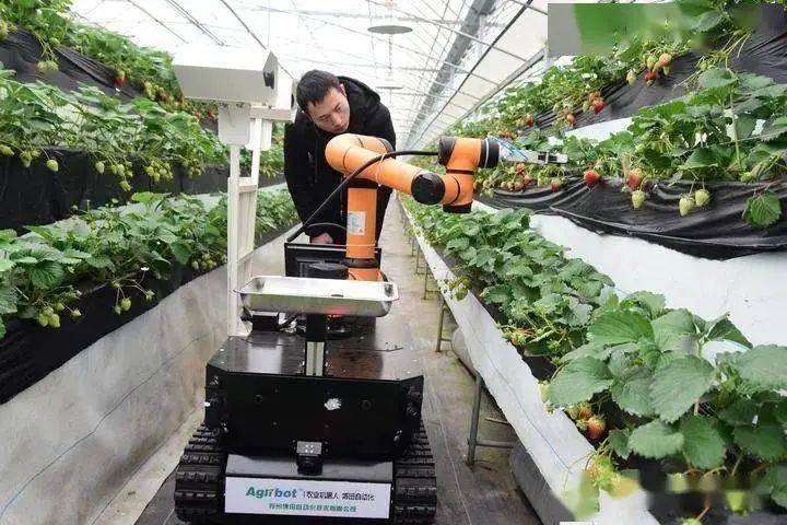数字化管控大棚 机器人采摘草莓，原来草莓还可这样种