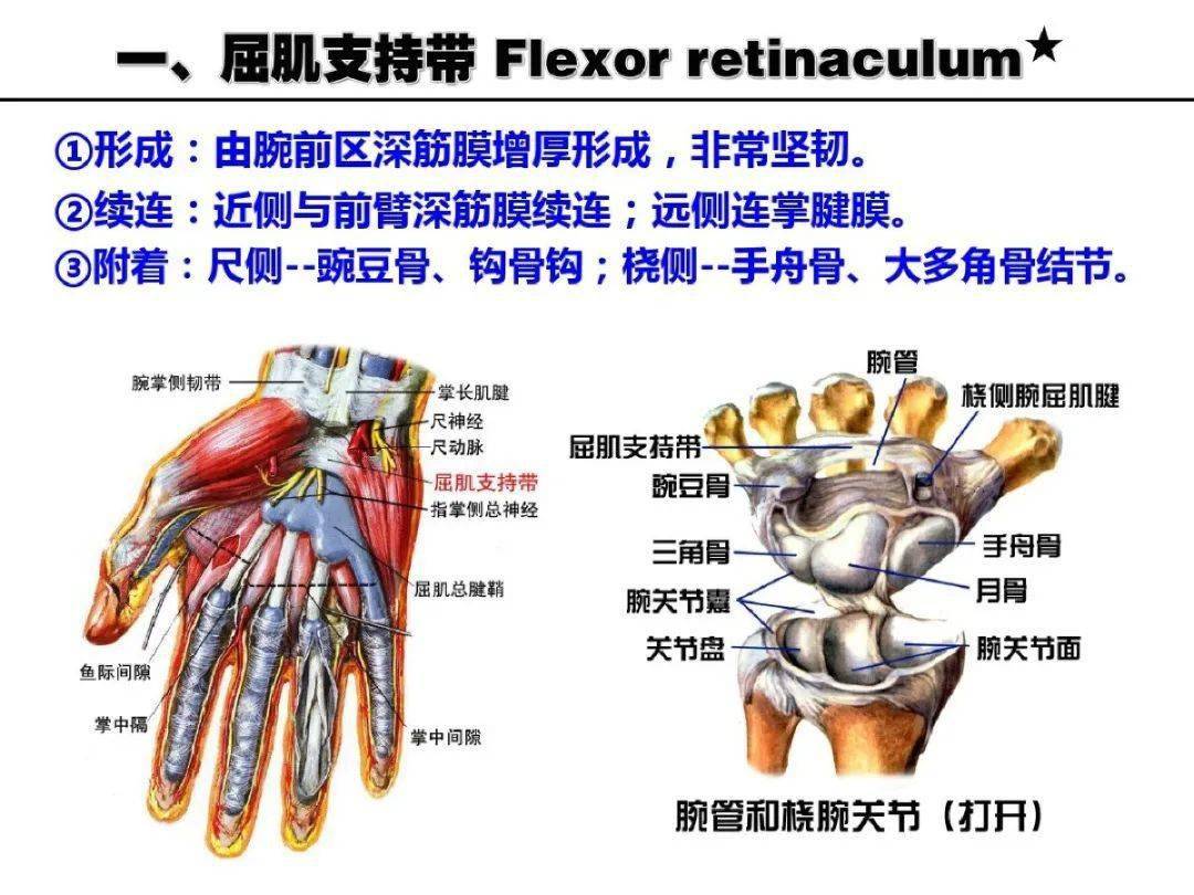 超详细上肢局部解剖果断收藏