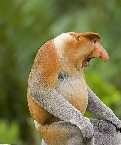 全球十大最怪异的动物科学都解释不了