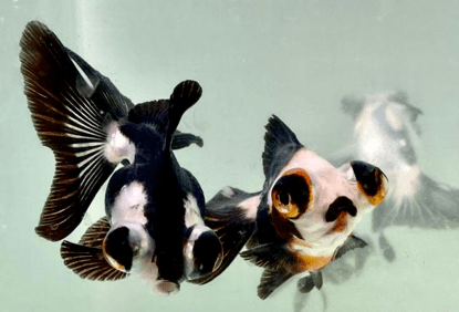 观赏鱼销售火爆"熊猫金鱼"受青睐;湖北襄阳锦鲤跃"农"门,成为致富"金