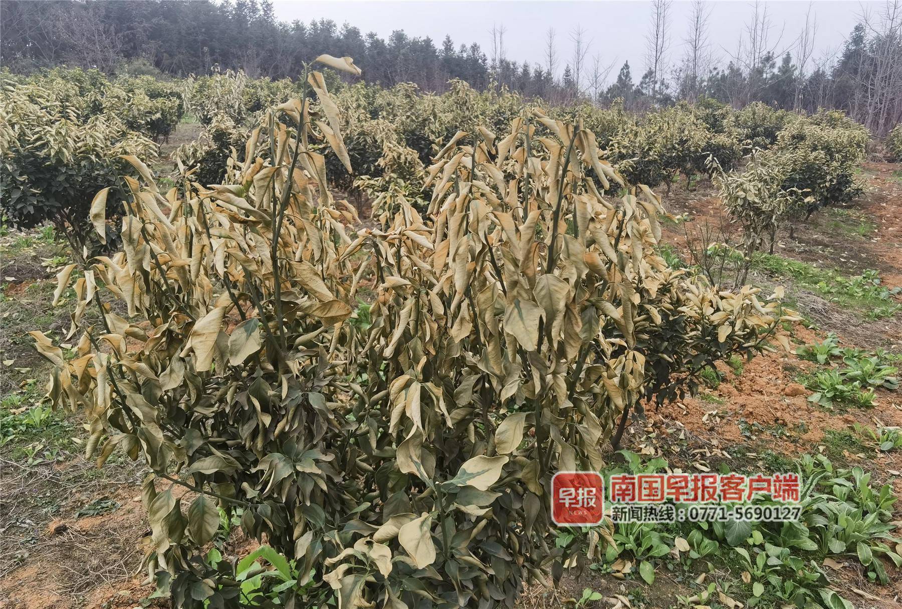 桂林多县遭受20年一遇的霜冻晚熟柑橘受灾面积超过26万亩