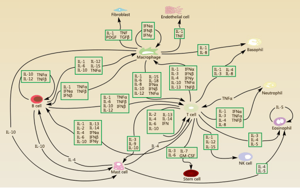 多项细胞因子联合检测的临床意义