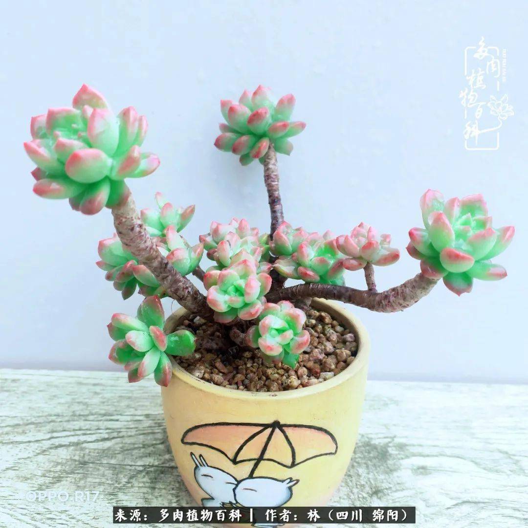 醉翁之意不在酒 本是画杯的乐趣却涂鸦了这片多肉林 玫瑰