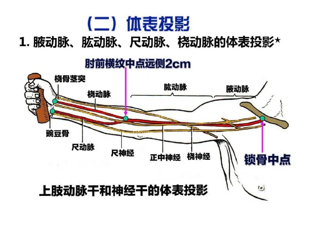 上肢解剖结构图图片