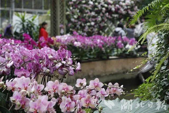 武汉植物园花式迎春节，属牛市民可免费入园