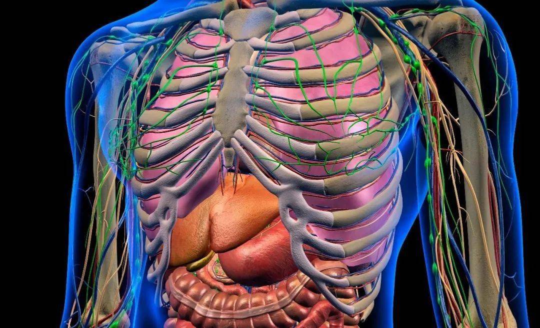 但医生打开胸腔后发现肺与胸壁,心包,膈肌,胸主动脉粘连在了一起,需要