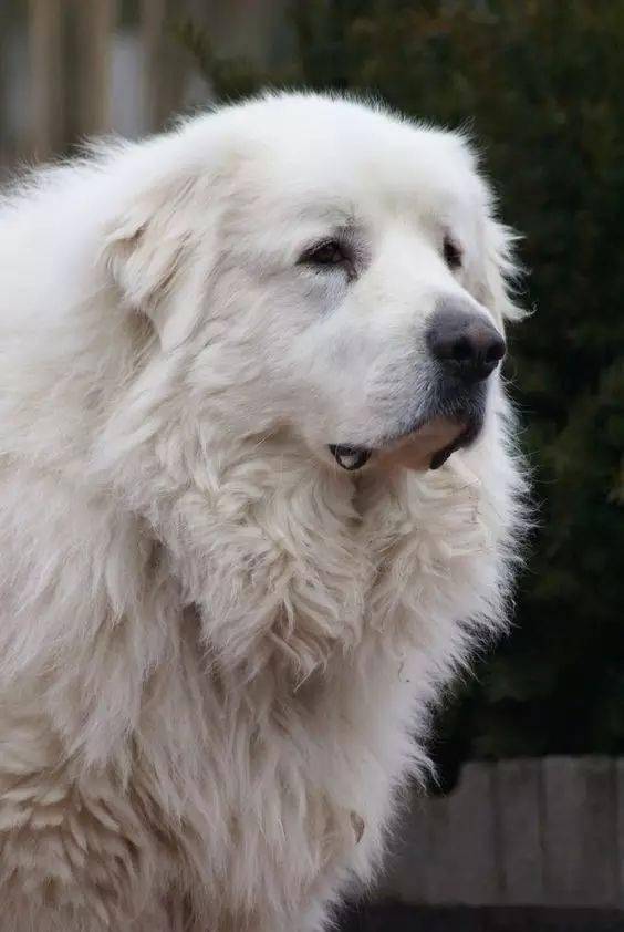 大白熊犬喜歡拉車並且擅長在柔軟的雪地上活動,因而可以拉雪橇,可以在