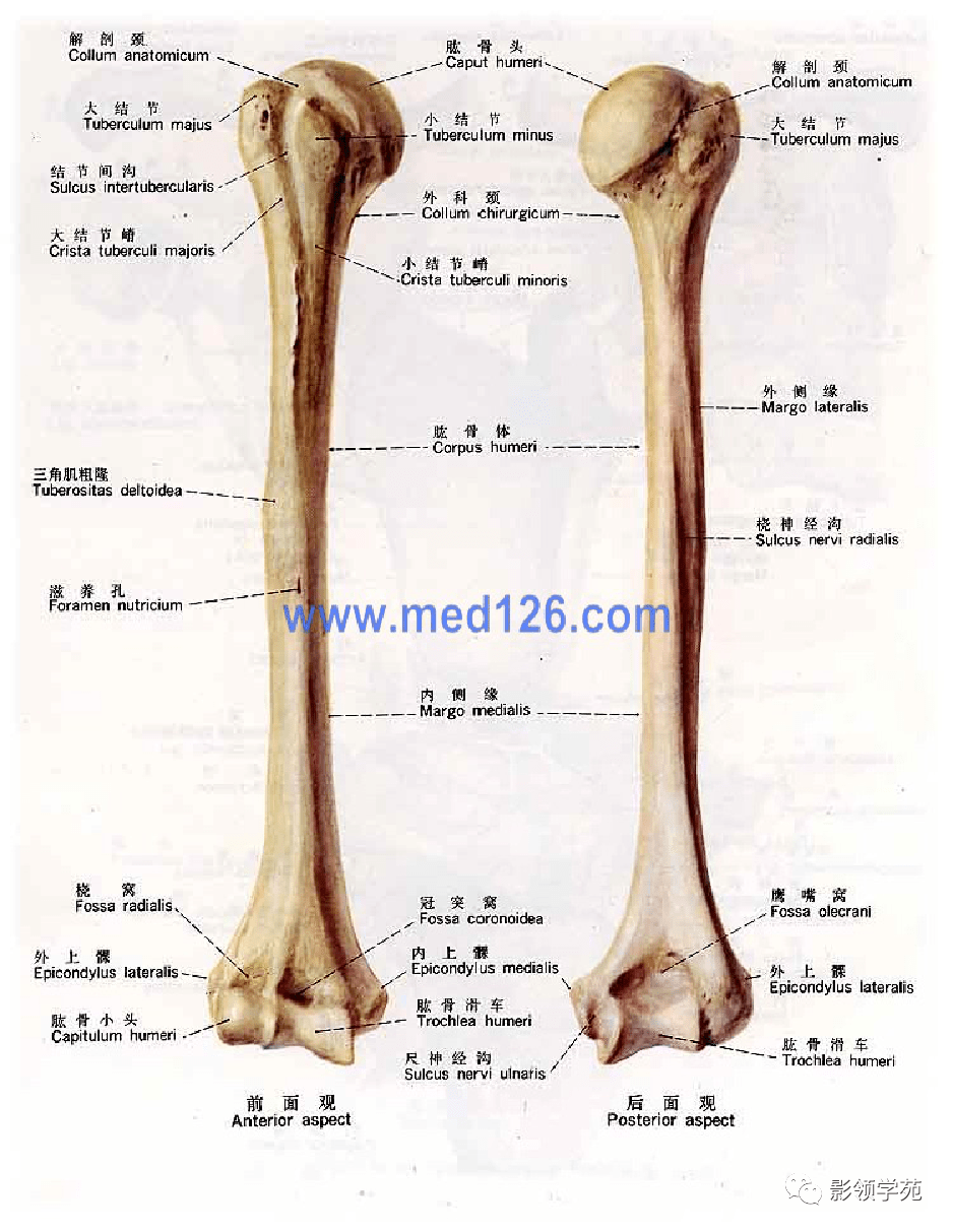 肘关节解剖 尺骨