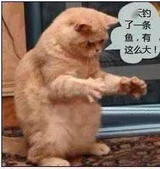 过小年可别忘了猫主子来条大鱼年年有余