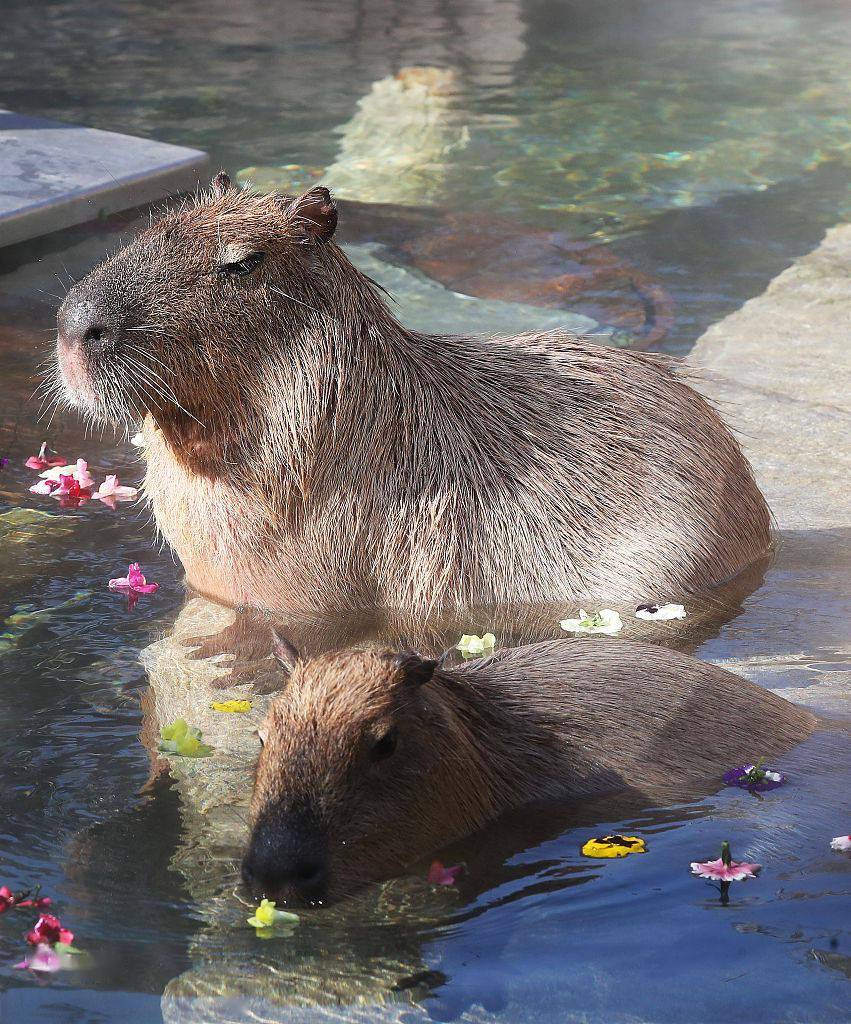韩国水豚享受热水澡表情呆萌可爱