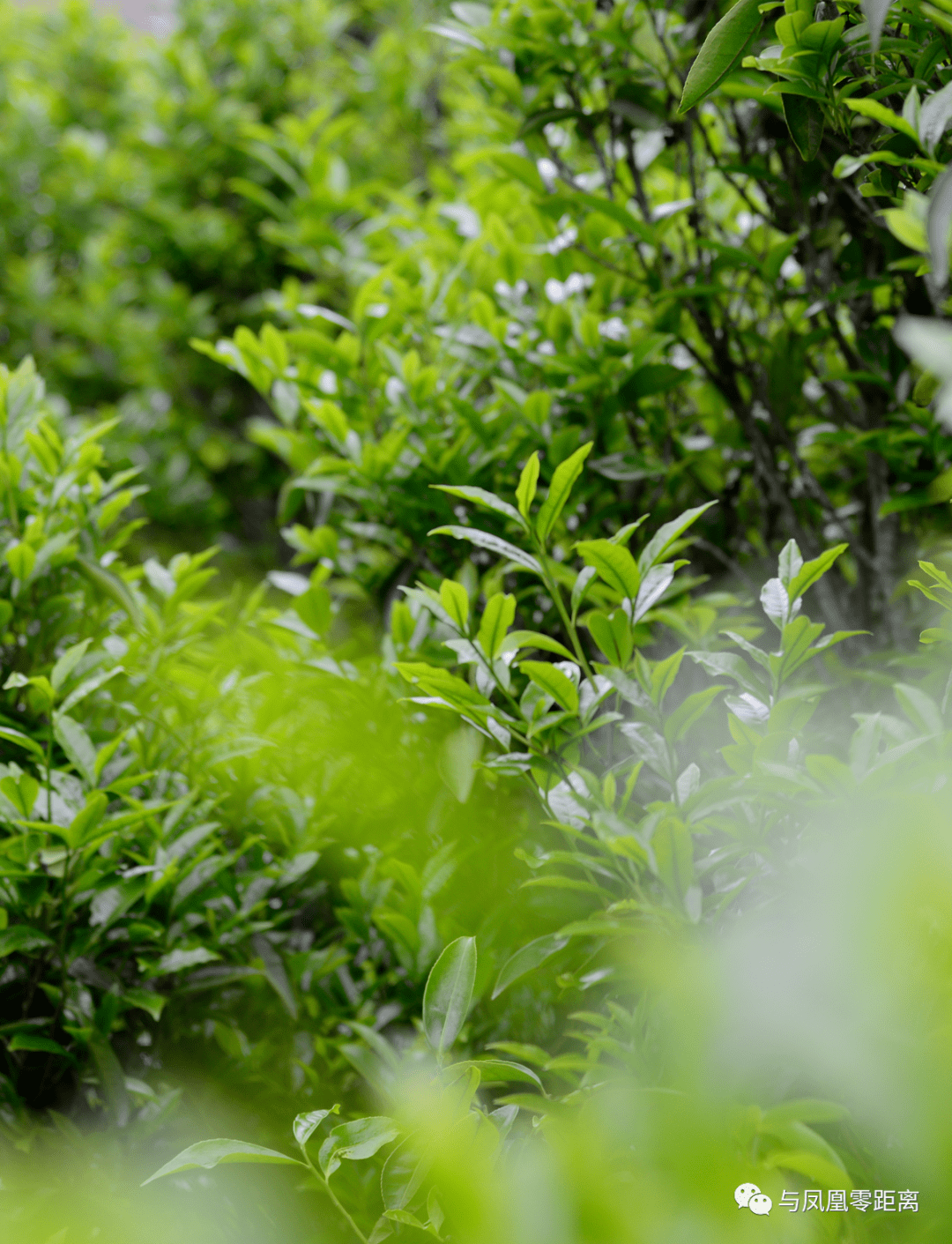 这就是白叶单丛茶