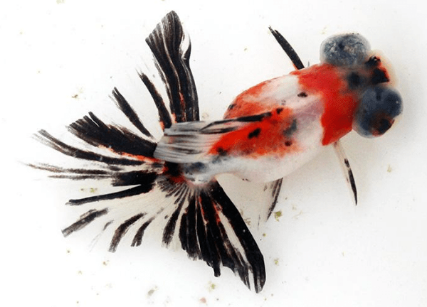 一组美丽的蝶尾金鱼欣赏