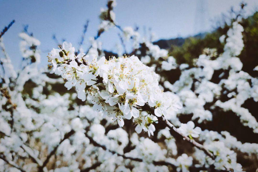 广宁这片李子花盛开绝美花海刷屏朋友圈