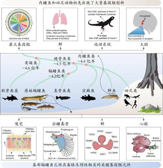 脊椎动物|学者研究揭示四足动物祖先水生到陆生转变的遗传创新基础