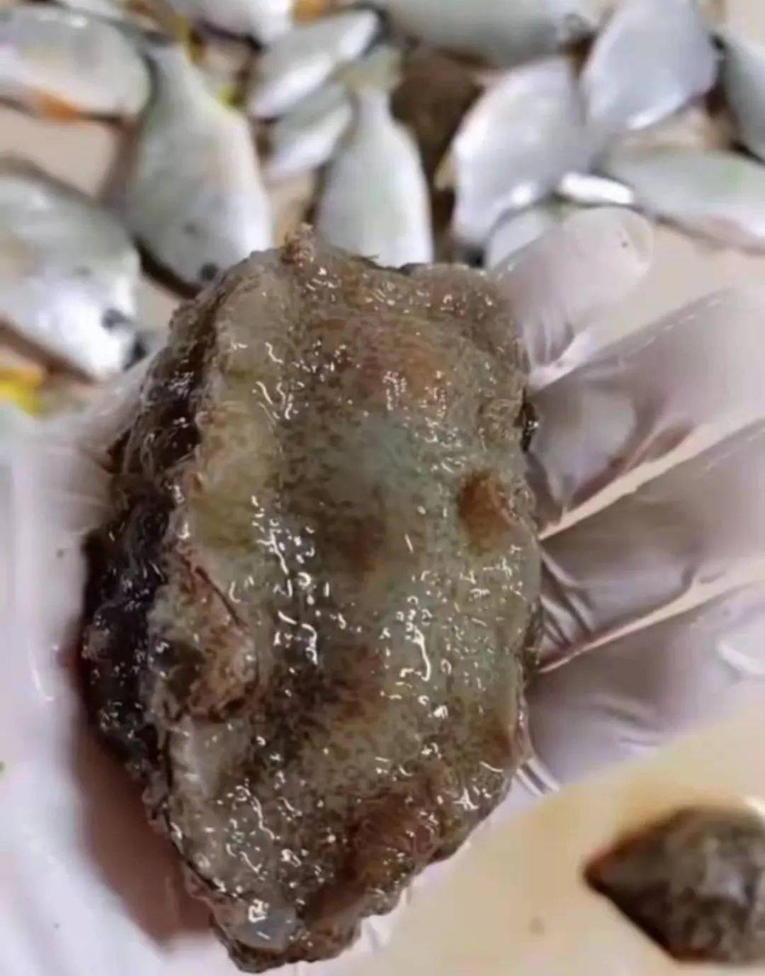 关于预防食用"海母"中毒的风险预警