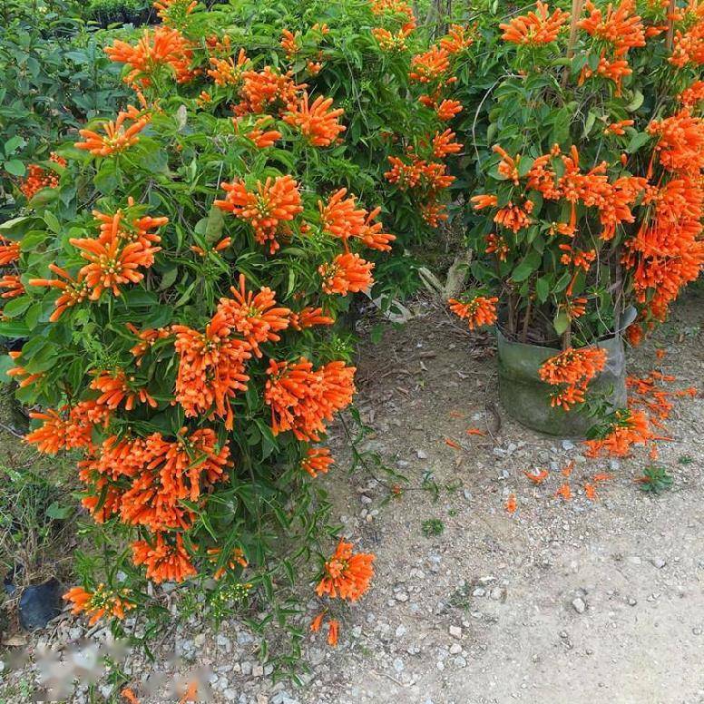 盆景藤蔓植物炮仗花养护实用指南 进行