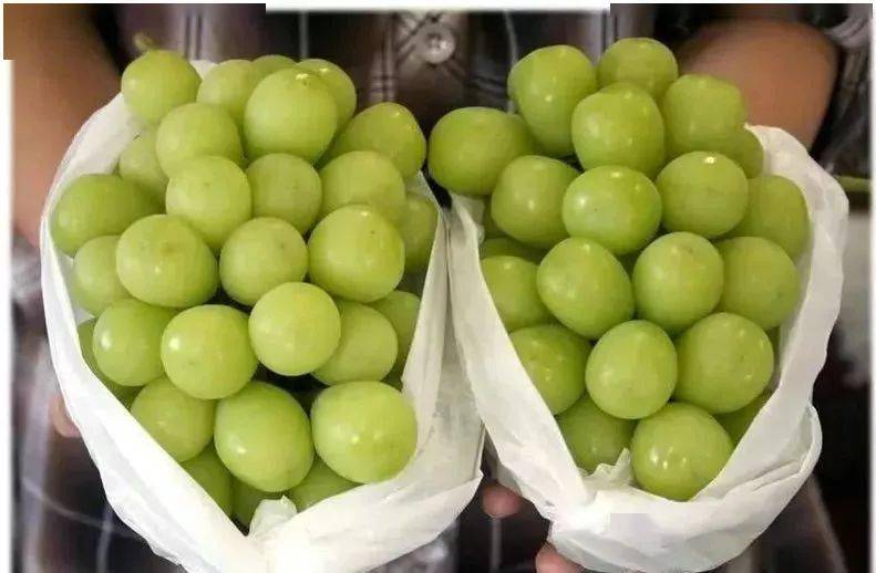 阳光玫瑰在中国疯狂 日本人却偏爱巨峰葡萄 这是为什么 枝条