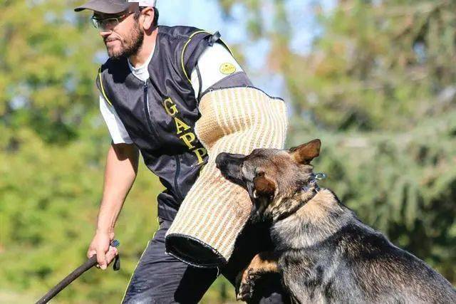 训犬小知识别打我请奖励我