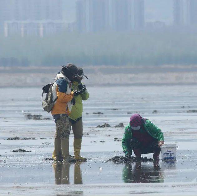 大量的灘塗圍墾帶來的食物資源減少已經導致了許多鴴鷸類物種數量快速