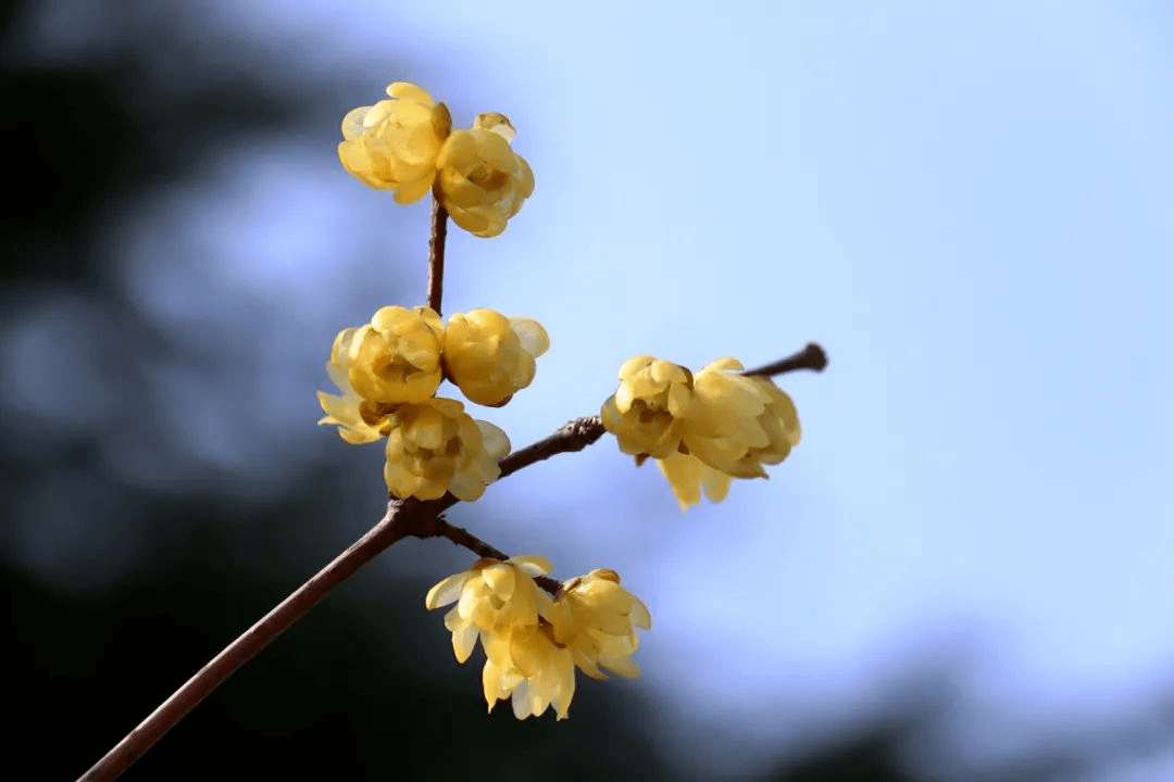 腊梅花儿开 芳香随春来 黄梅花