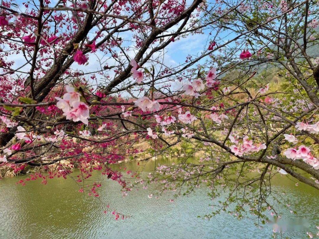 樱花怒放!开启连江浪漫之旅_美得
