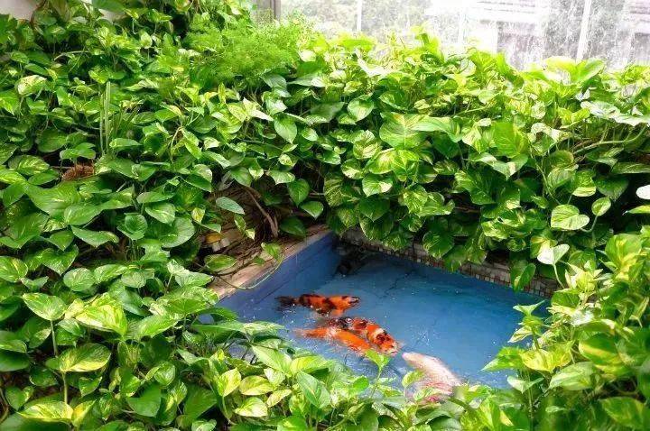鱼缸鱼池多种它,实用又美观,半年不换水!_植物