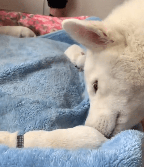 8胞胎广西首例人工繁育北极狼幼崽诞生网友越看越像狗子