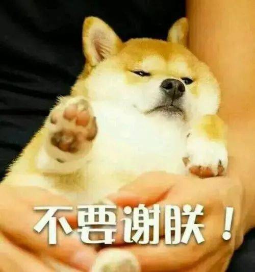 養一隻有潔癖的寵物是一種什麼體驗？鏟屎官：就差會自己鏟屎了！ 萌趣萌寵 第1张