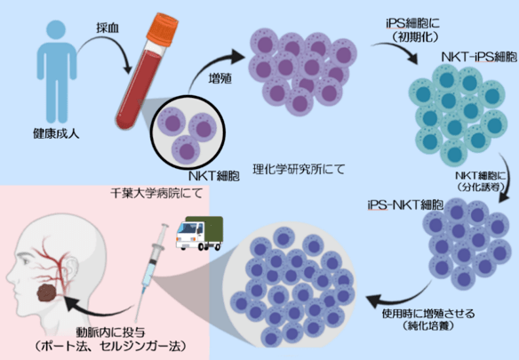 日本ips免疫疗法治疗癌症的临床研究进展迅速 细胞