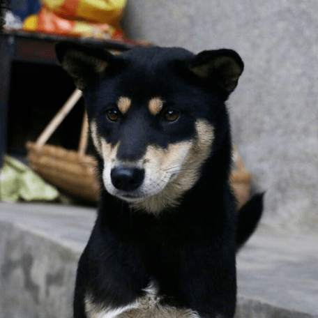 我愛中華田園犬78