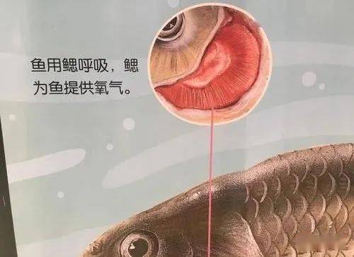 水中的鱼也会溺 淹 死吗 鱼鳔