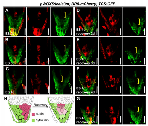 plantphysiology福建农林大学吴双团队揭示了根干细胞生态位重建的