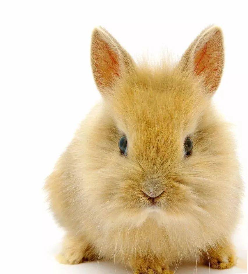 小兔子有什么特点 兔子的五个特点