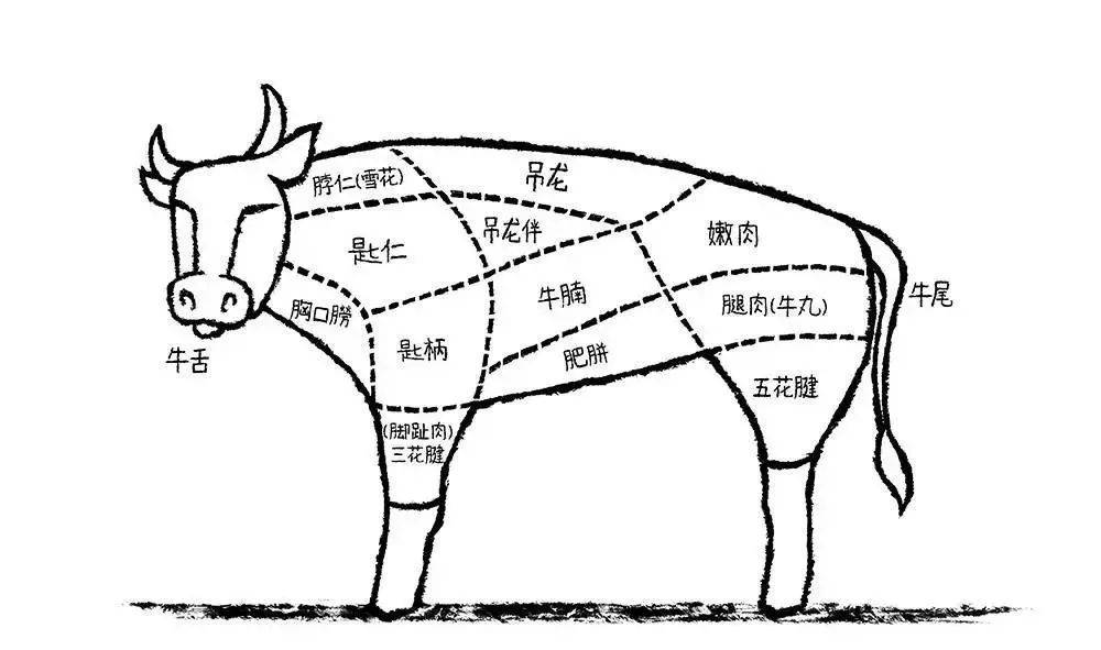 牛4个胃的图片简笔画图片