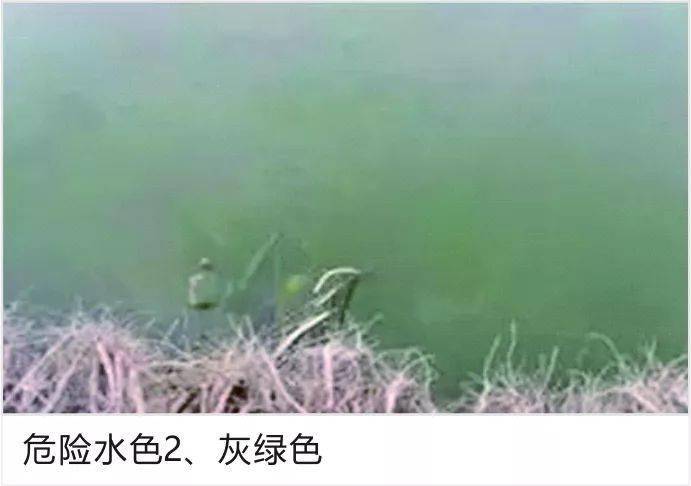 史上最全 水产养殖水色图谱 藻类