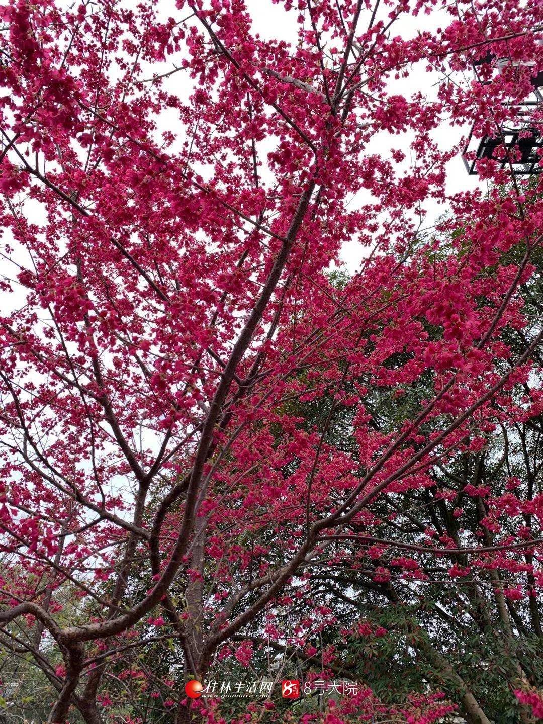 “樱桃”盛开，南溪山公园变成粉色海洋
