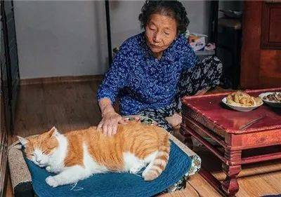 被奶奶帶大的橘貓，這畫風果然就是跟別人家的貓咪不太一樣啊... 萌趣萌寵 第20张