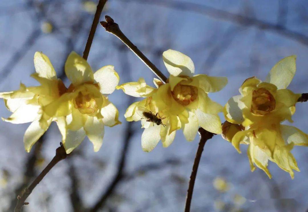 梅花主要集中種植於魯迅公園梅園及8號線1號出口處的綠地中,以宮粉