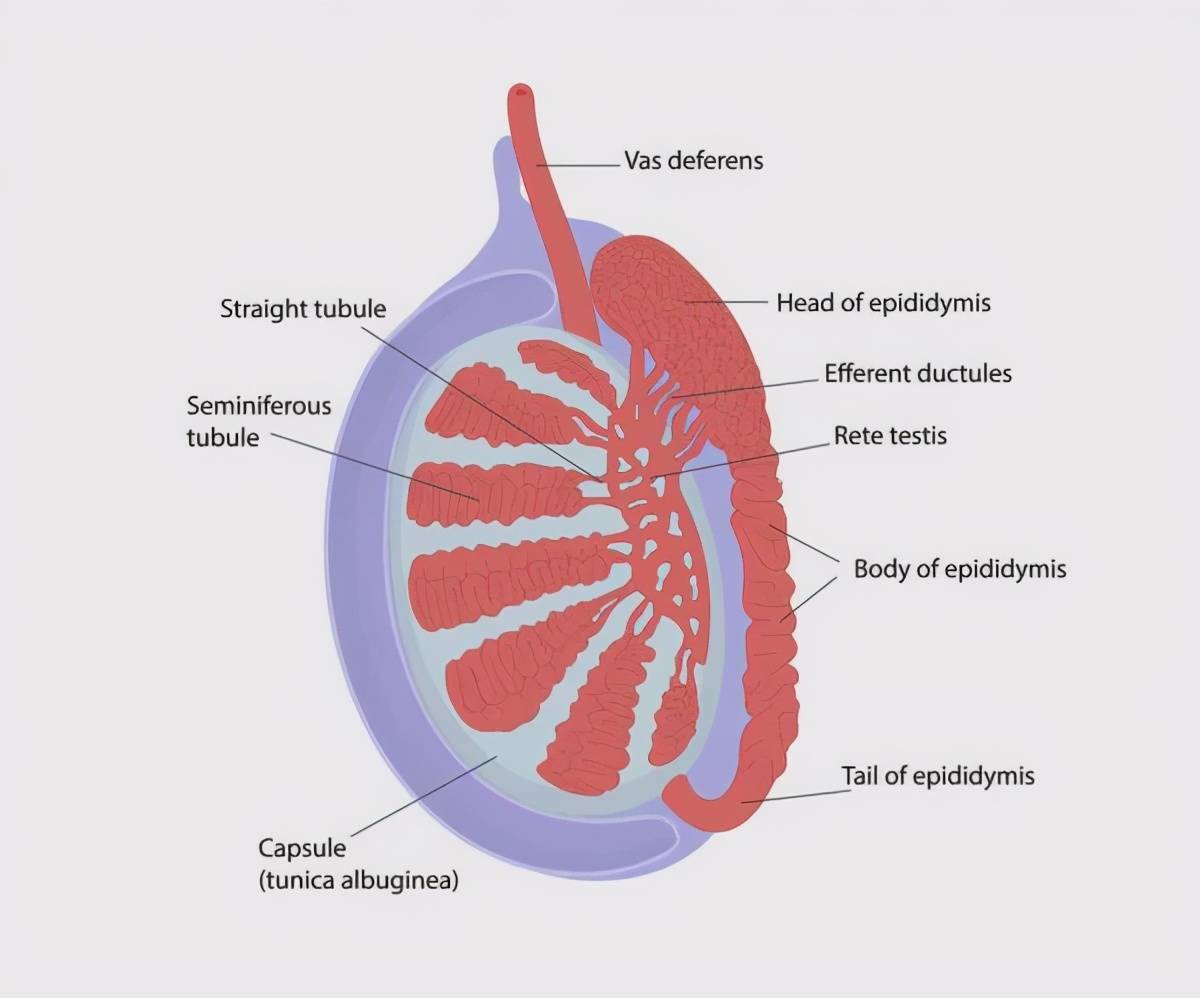 独蛋侠尚能饭否