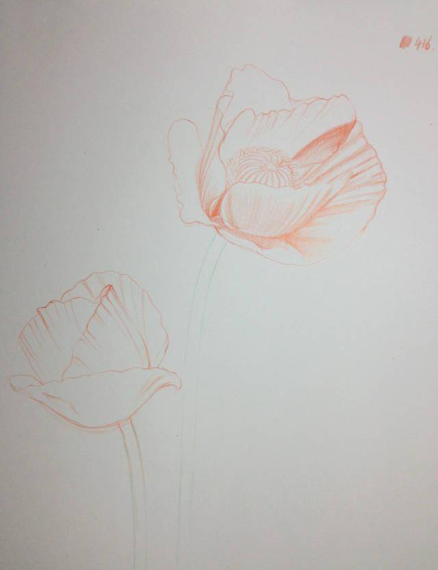 用彩铅画出线稿 进一步加深涂抹 另外一朵以同样的颜色,过程进行绘 