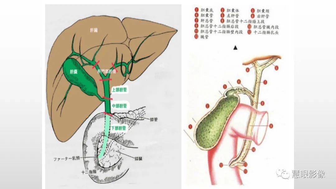 胆管解剖结构示意图图片